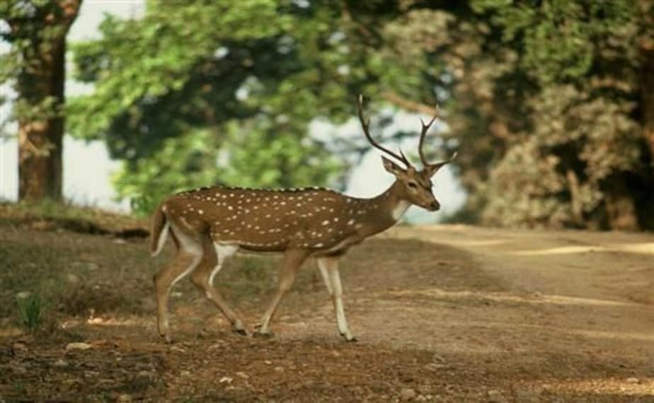 Haliday Wildlife Sanctuary_4